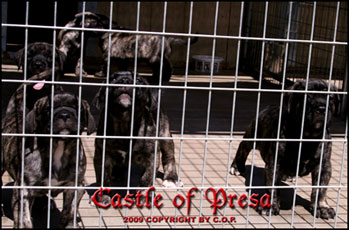 Puppies from Electra/Orpheus litter