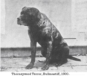 Thorneywood Terror, Bullmastiff, 1900