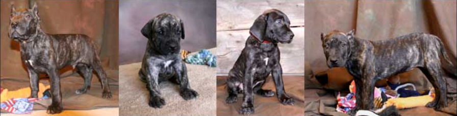 presa canario puppies